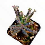 Kalanchoe tubiflora 'Mother of Millions'