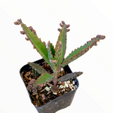 Kalanchoe tubiflora 'Mother of Millions'