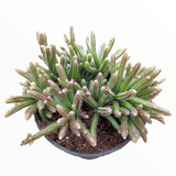 Rhipsalis baccifera subsp. horrida Mouse Tail Cactus