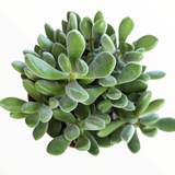 Crassula congesta 'Green Beans'
