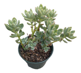Sedum 'Alice Evans'