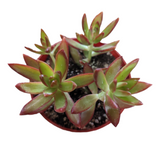 Sedum adolphii 'Firestorm'