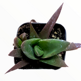 Aloe "Walmsley's Bronze"