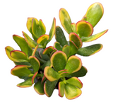 Crassula ovata 'Hummel's Sunset' Golden Jade Variegated