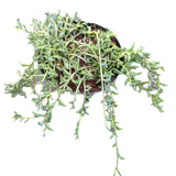 String of Dolphins Senecio peregrinus