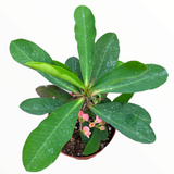 Crown of Thorns - Euphorbia milii