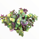 Callisia repens "Golden" Miniature Wandering Dude