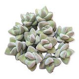 Crassula 'Moonglow'