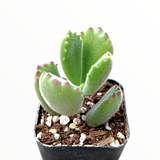 Cotyledon tomentosa Bear's Paw