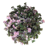Callisia repens Miniature Wandering Dude Mix