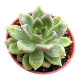 Graptoveria 'Melody'