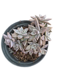 Graptopetalum paraguayense - Blue Haze