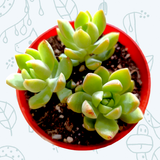 Sedum adolphii 'Golden Glow'