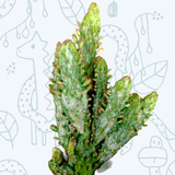 Opuntia monacantha variegata - Variegated Joseph's Coat
