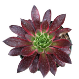 Aeonium 'Phoenix' Variegata