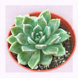 Graptoveria 'Melody'