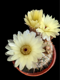 Mammillaria spinosissima Red Headed Irishman