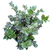 Tradescantia fluminensis 'Lavender' Variegata Wandering Dude