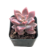 Graptosedum 'Alpenglow'
