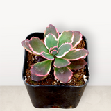 SunSparkler® Sedum 'Dream Dazzler'