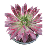 Aeonium 'Phoenix' Variegata