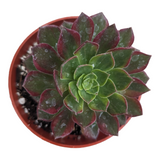 Aeonium Halloween Yellow Variegata
