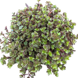 Callisia repens Miniature Wandering Dude