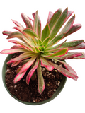 Aeonium 'Phoenix' Variegata
