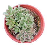 Graptoveria 'Melody'