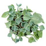 Senecio kleiniiformis - Spear Head