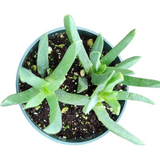 Carpobrotus edulis Hottentot Fig Ice Plant