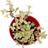 SunSparkler® Sedum 'Wildfire'