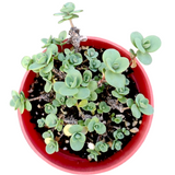 SunSparkler® Sedum 'Lime Zinger'