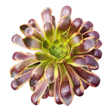 Aeonium O'Carrie