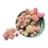 Sedum versadense Korean Succulent