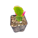 Rhipsalidopsis gaertneri Easter Cactus