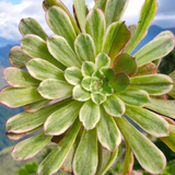 Close-up of a green succulent plant with a blurred natural background