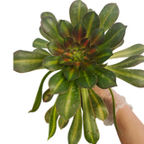 Aeonium 'Kilimanjaro'