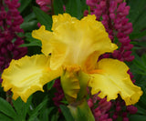 Yellow Picasso Moon Bearded Iris Quart Container with pink flowers in the background