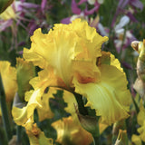 Picasso Moon Bearded Iris Quart Container with blurred background of other flowers