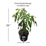 Pina Collada Mango plant with dimensions on a white background