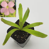 Potted Pinguicula 'Aphrodite' plant with long green leaves and a small inset of a pink flower.