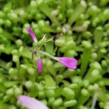 Close-up of a pink Pinguicula "Baby Medusa" flower amidst green foliage