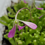 Close-up of a pink Pinguicula "Baby Medusa" flower with green leaves in the background