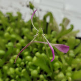 Pink Pinguicula "Baby Medusa" flower with green stem against a blurred green background