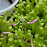 Close-up of a Pinguicula "Baby Medusa" plant with pink flowers amidst green leaves