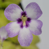 Close-up of a purple and white Pinguicula "Bugbane" flower with a blurred background