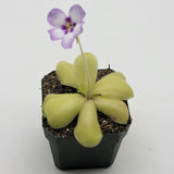 Potted Pinguicula "Bugbane" plant with yellow leaves and a purple flower on a white background
