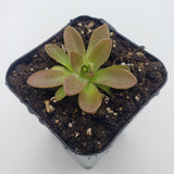 Small Pinguicula cv. 'BCP Crystal' plant in a pot with soil on a white background