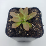 Small Pinguicula cv. 'BCP Crystal' plant in a pot with soil on a white background